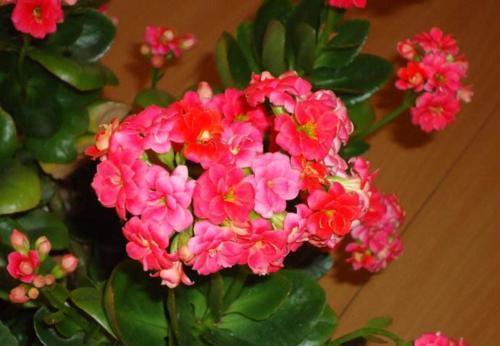 盆土|老花农分享的几个养花口诀,了解掌握,安全过冬,啥花都能活!