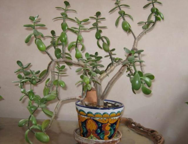 此花养上3、5年,给''1万''都舍不得卖,聪明养花人的首选