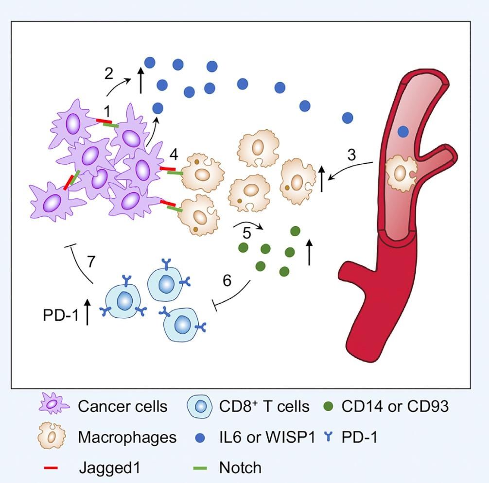 Tsinghua University School of Medicine Zheng Hanqiu's research group reveals a new mechanism of breast cancer immune escape