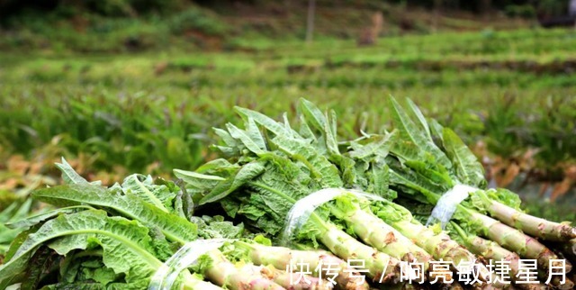 种植者|掌握莴笋种植技巧,选择适宜的环境,合理进行水肥管理!