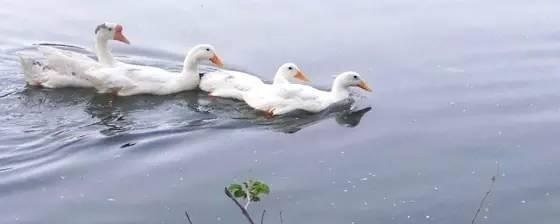 野钓时遇到这样的钓位别错过,这些都是绝佳的钓位!