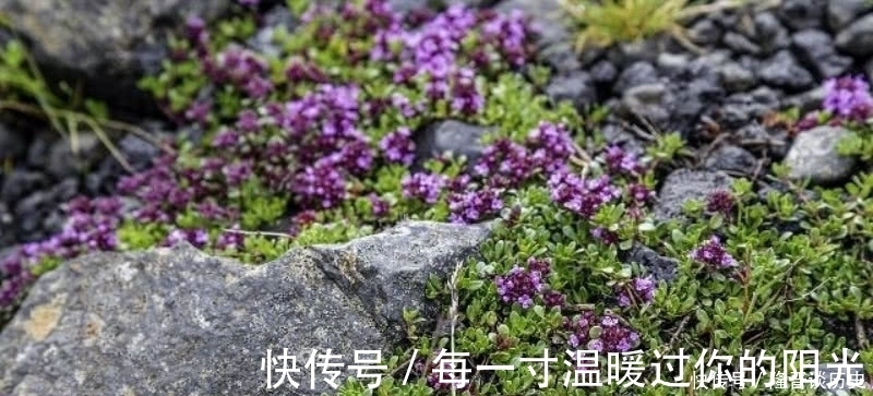 苔#袁枚最有哲理的一首诗,虽然我们很渺小,但也要活得比别人更精彩