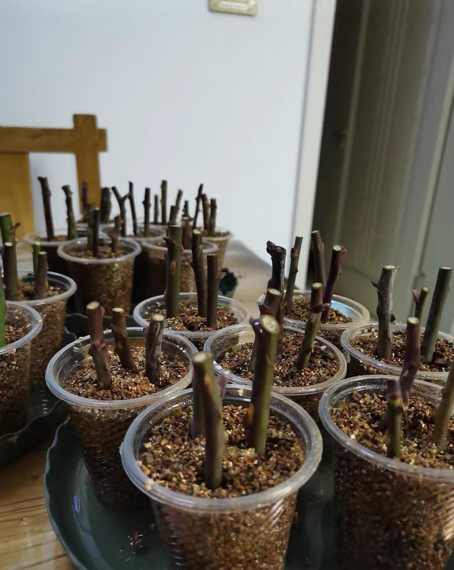 扦插月季活不了,土有问题,用蛭石扦插,发根率达到80%