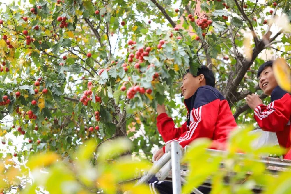 综合|开心收获 快乐成长——羲城中学举行校园采摘节综合实践活动