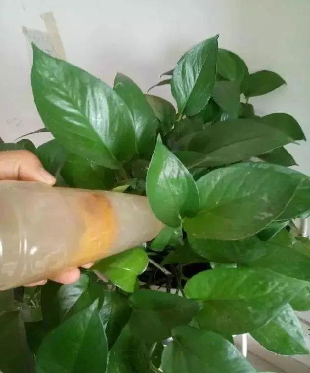 桔子皮是个宝,养花离不了,泡一泡做肥料,香味大酸性足,养花棒