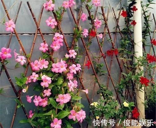 管理|4种漂亮花,一样的喜好,同时管理不要偏心,开出小花园!