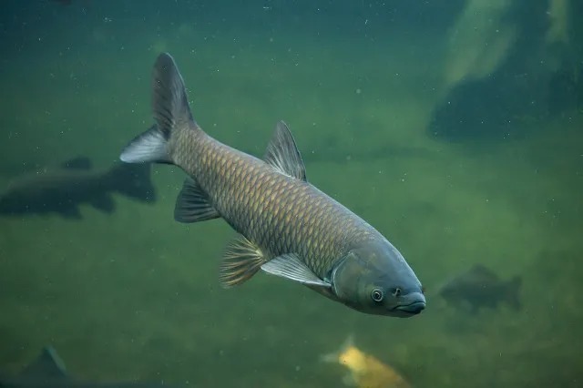 玉米钓鱼秘诀,再也不用看别人钓鱼表演,自己也能狂拉大鱼!