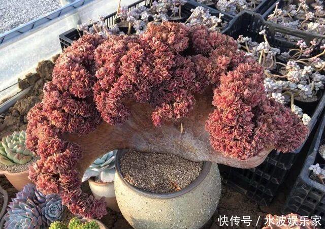 品种|多肉狠心砍1刀,窜出一圈新芽,花盆都容不下它了!