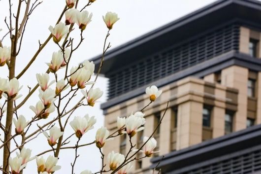 梅花、樱花、玉兰、二月兰……松江早春赏花图鉴来了