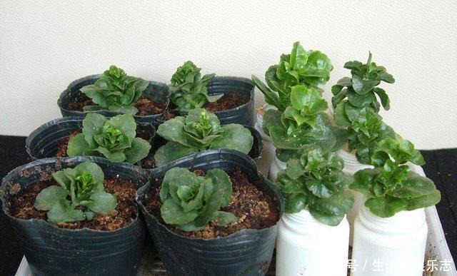 春天不用买盆栽,3种花,摘一个枝扦插,长成一大丛,漂亮好繁殖!