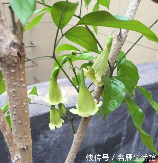 珍惜|4种漂亮盆栽开花很罕见,长出花朵要珍惜,寓意好财运滚滚来