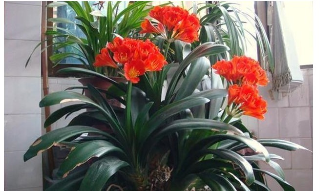 君子兰不开花,喝上一口“白酒”,50天后开花爆盆,快学起来吧