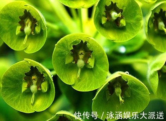 红晕|养花就养妖艳的,花瓣红晕湿透,心有猛虎嗅蔷薇,养在家中极美!
