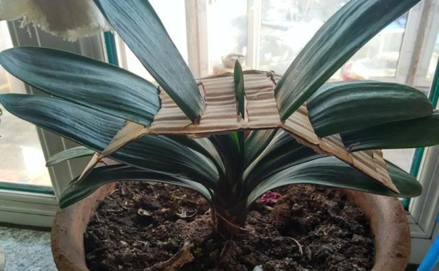 叶片|君子兰摆放,大有“讲究”,3个位置坚决不能放,歪七扭八太难看