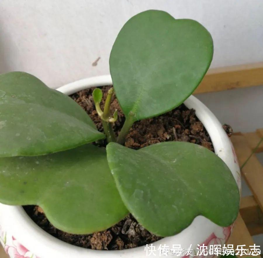 非洲堇|这花送人，只用送一片叶子，插土就活不心疼！