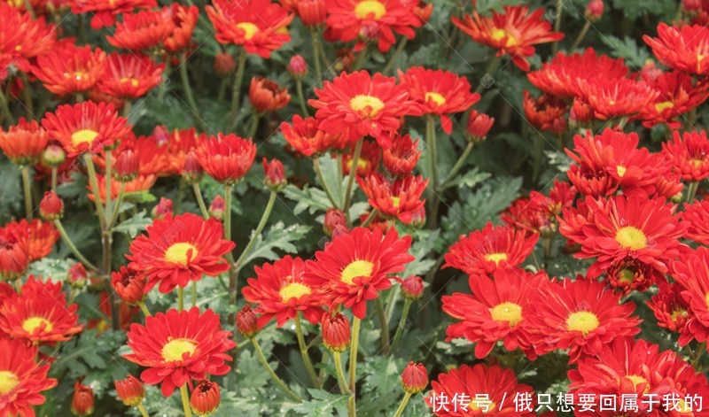 喜欢在家中养护花卉，就要选择花大色艳，花期长，美丽漂亮的花卉