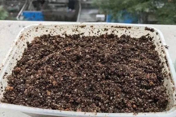 椰糠土|6月,最适合扦插的花,一插就活,大白根冒疯了