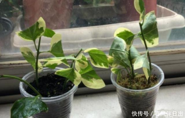 春天不会扦插?搞明白这5点,插一根枝条,就能获得一盆漂亮的花