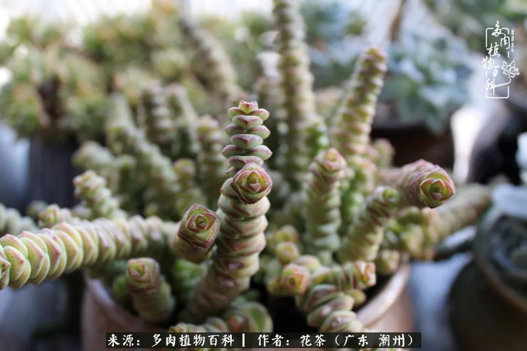 放松心情，静享愉悦，阳光下的多肉是最美的！