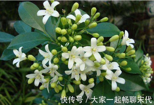 4种花适合新手养，好养又漂亮，开花就停不下来