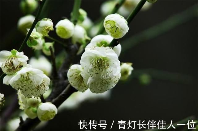 歌女|李商隐又一首无题,红颜无定所,得失在当年,写的是伤逝还是后悔?