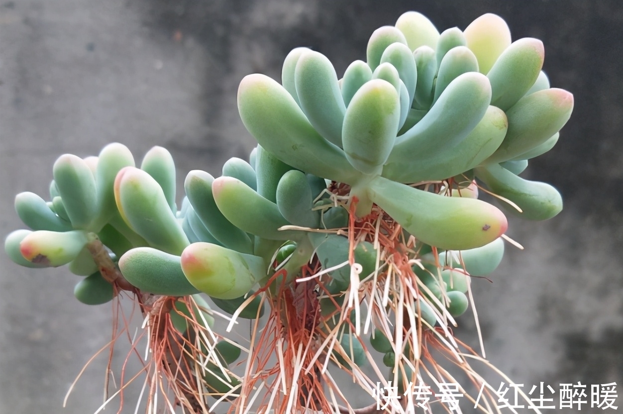 别再开心多肉长根了,茎干上长得越多植株问题越大,要及时处理