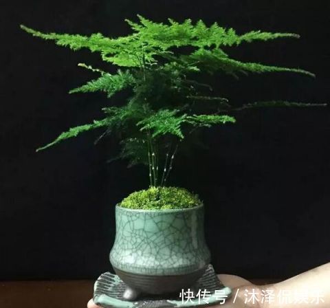 卧室放什么植物盆栽好给你推荐8款不用费心了，净化空气没烦恼!