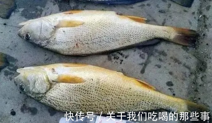 黄姑鱼|喜欢吃鱼,认准6种海鱼买,人工养不了,肉质鲜嫩营养高,无污染放心吃