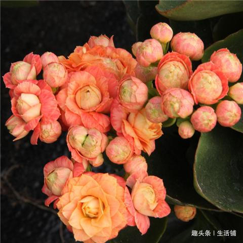 长寿花喷点“驱虫水”，病虫全不见，花芽蹭蹭冒不停！