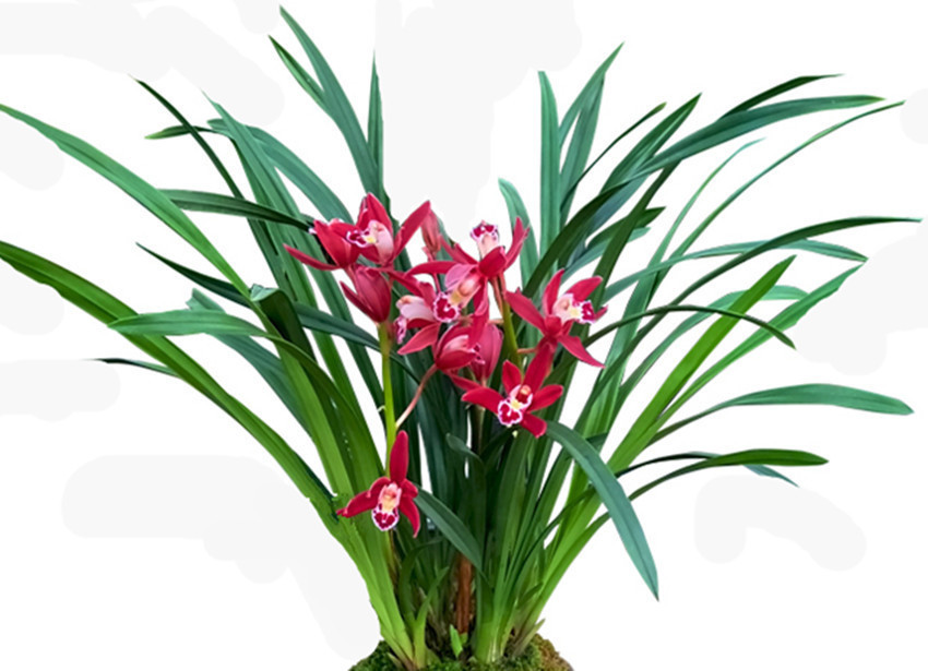 养君子兰、兰花要想发芽快、开花多、花期长，四点是关键