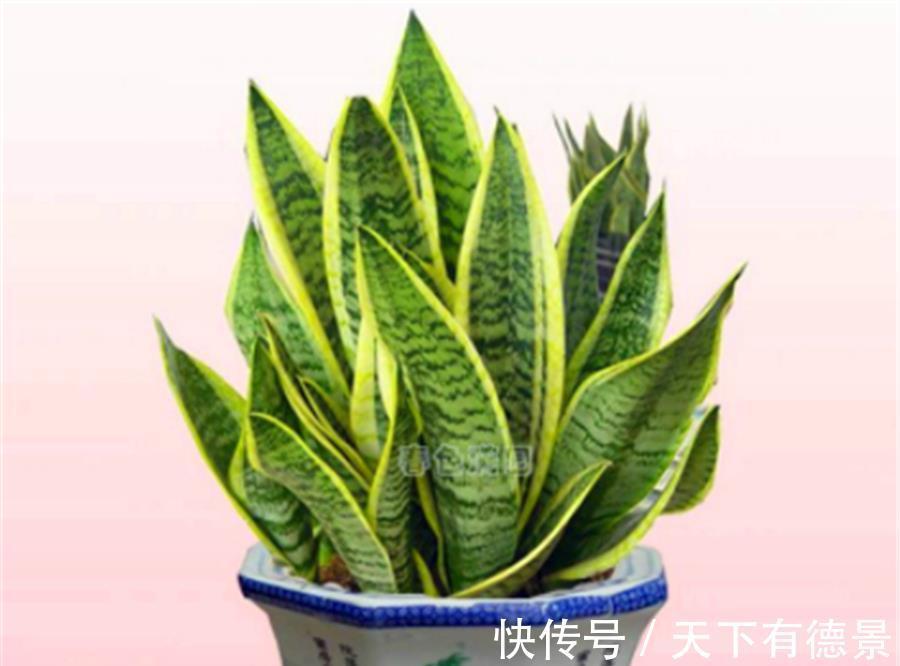 根系|家庭养虎皮兰,做好这“5点”,叶子肥根系壮,笋芽长得撑破盆