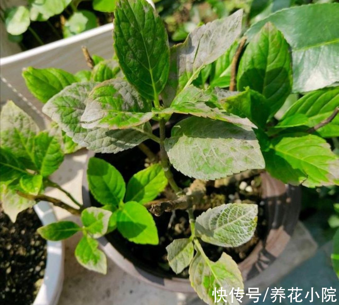 大花绣球不要入室太早,放在外面“冻一冻”,来年开花更多