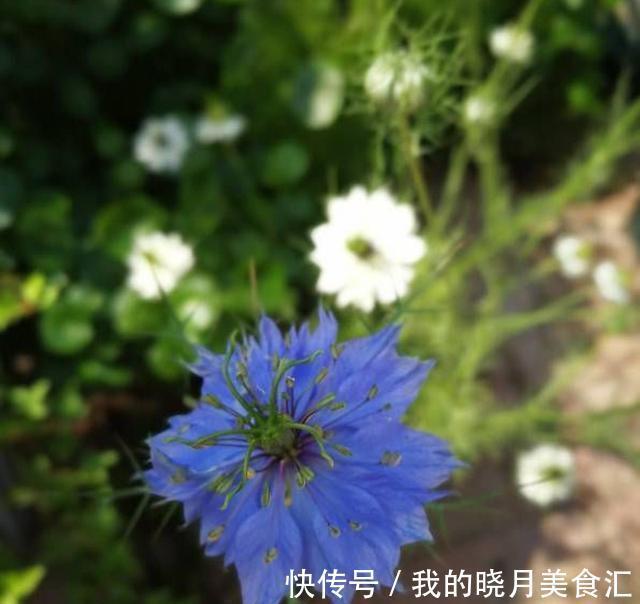 过冬|此种花可耐40度高温，可在室外过冬，一开花却惊艳了时光