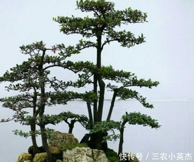 学养|初学养盆景首先要注意下面这几个问题