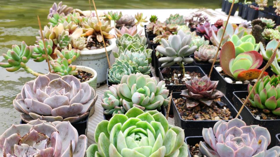 降温|休眠中的多肉，遇上高温天，想“保命”就得落实此4点