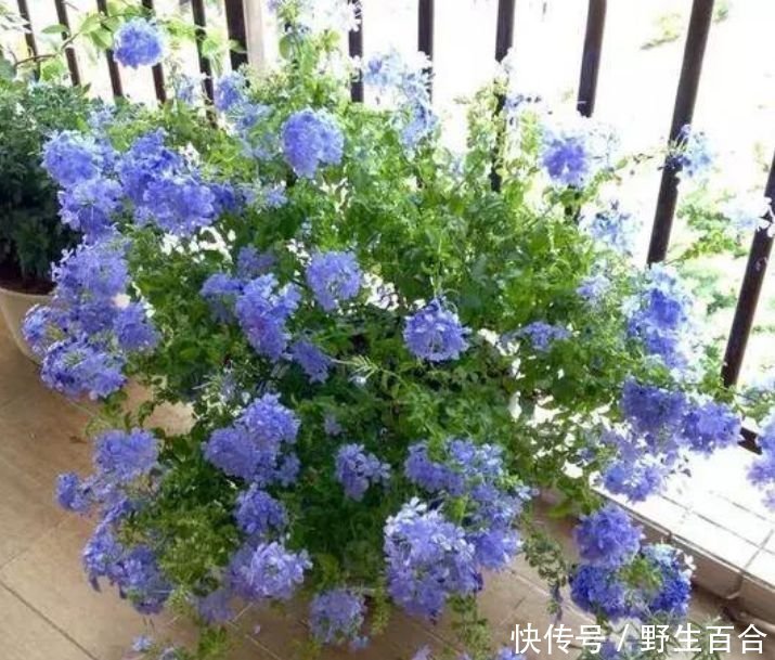 几种花漂亮又好养，比牡丹好看，花儿轻松开爆盆，适合阳台盆栽