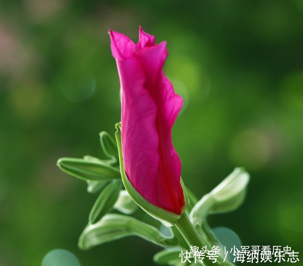 此花硕大而艳丽,叶如牛、似羊蹄,十分的奇特,有骨肉相连的寓意