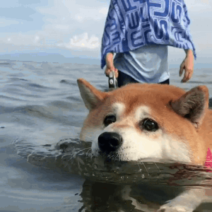 |搞笑动图:终于下雪了,小企鹅开心得跳起来!