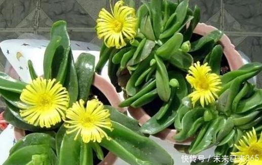泥土|此款多肉外形似手掌,可开出漂亮的黄花,盆栽管理需做到4点