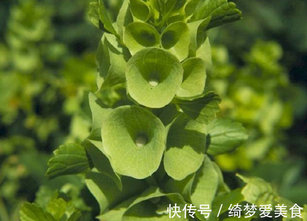 插花|此花造型特别，素雅美观，具有净化室内空气的作用，象征着爱情