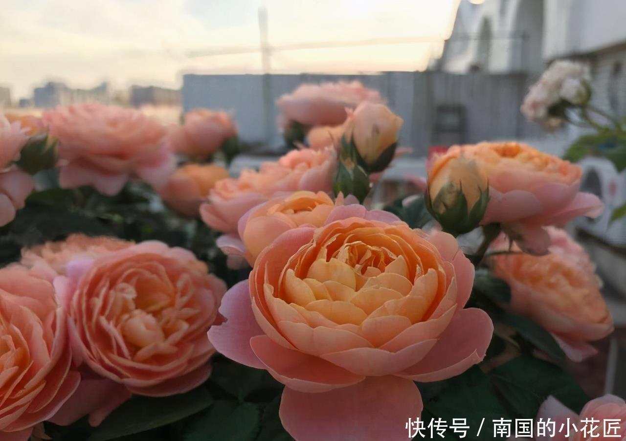 爆盆|把果汁阳台从小苗养到爆盆，只要两招，不仅花多颜色也美