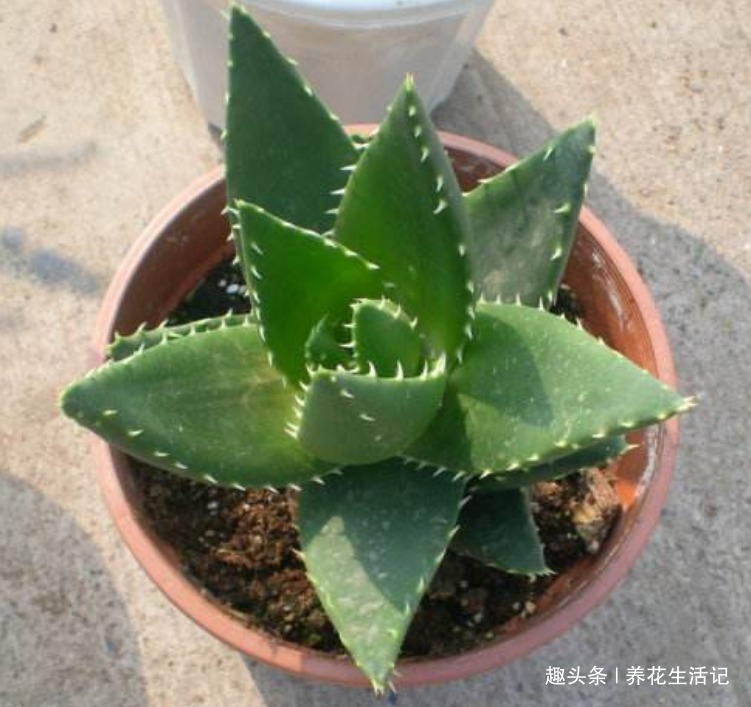 在家中养芦荟，叶子上有病斑，试试以下几种方法，能轻松解决！