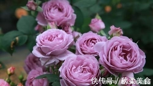 花瓣|蓝色风暴月季有4怕,及时避开,开花多又美,浪漫又好看!