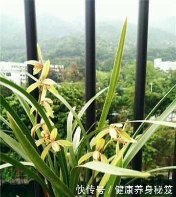 兰花配点“黑豆豆”,一年到头不施肥,叶子贼油绿,花剑嗖嗖冒!