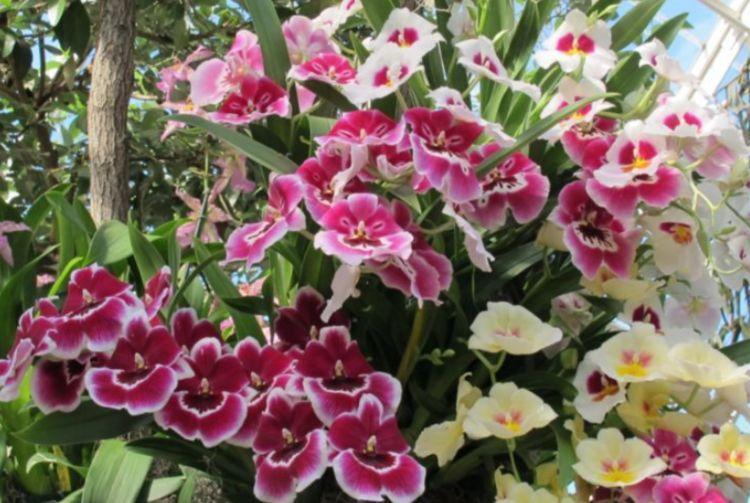 世上最美几种花,美不胜收,颜色丰富多彩,养在客厅美极了