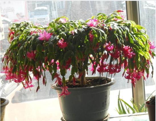 蟹爪兰喜欢这种营养液，不掉花苞不怕黄叶，花开满盆！