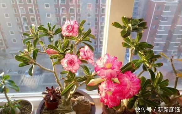 这16种花冬天越浇越死,3个月不管,反而长高个