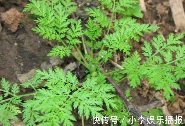 家里花卉烂根烂叶,几种天然灭虫法,不生虫养花好