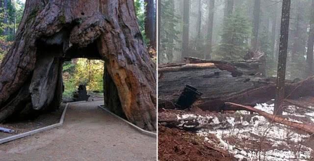 中年|大树被挖巨洞,却最终被无情毁灭,公园这么做竟是为了吸引游客!