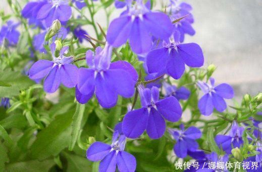 阳台上|此花颜值高，开花惊艳，开花勤爱爆盆，一开大半年哦！